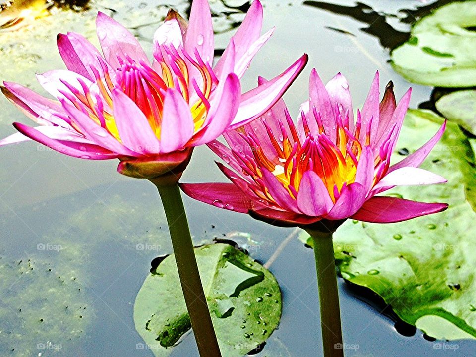water lilly