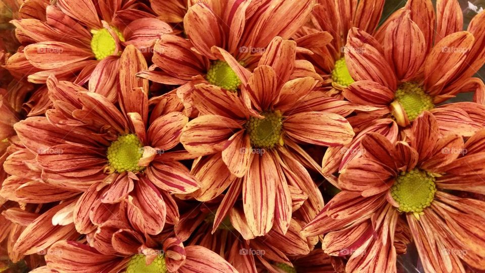 gerbera