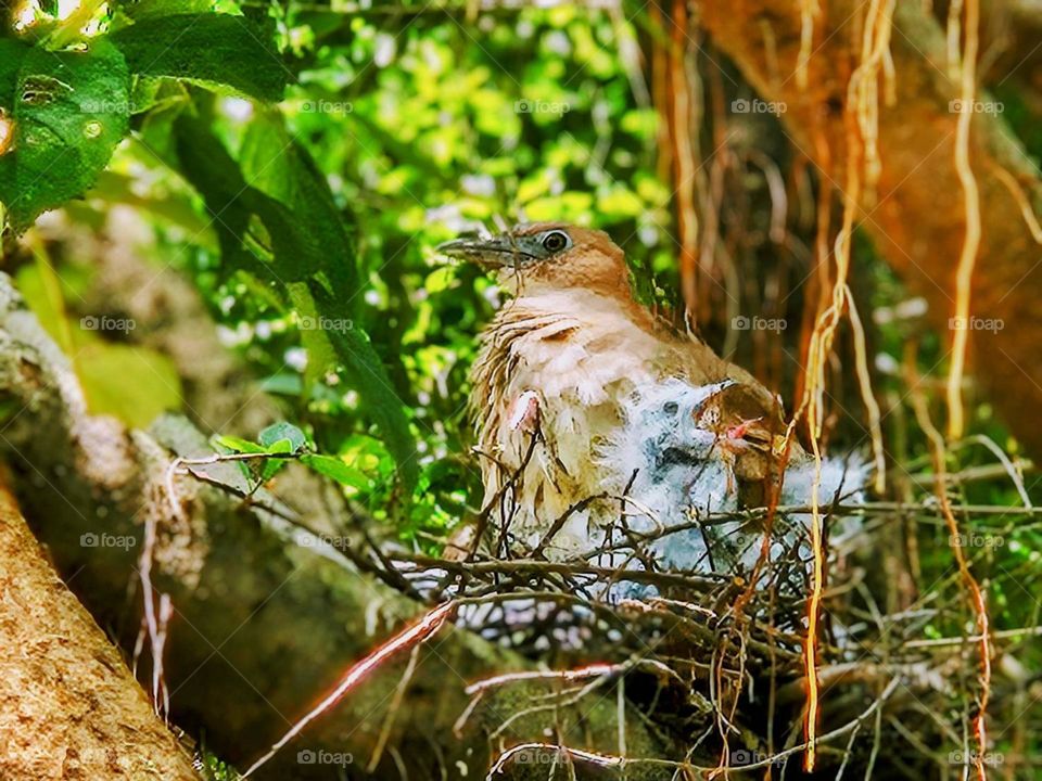 Endangered species: Gorsachius melanolophus and its chicksp