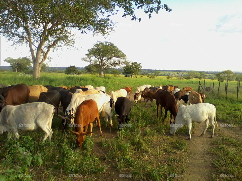 Indigenous Zebu cows