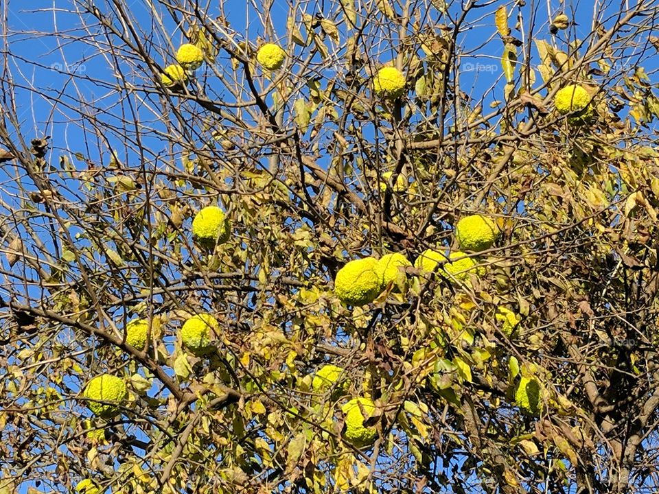 Osage orange