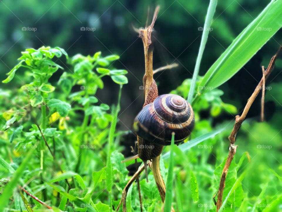 Snail 