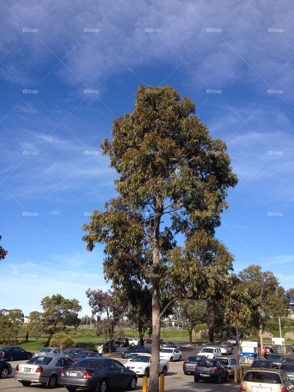 TREE IN CARPARK