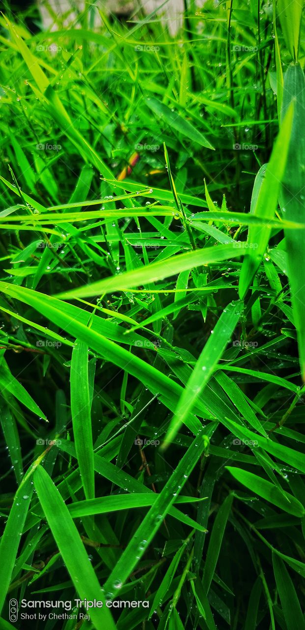 green colour signature in earth