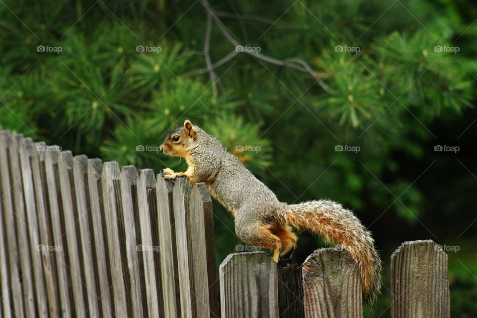 On a Mission. A Cleveland squirrel