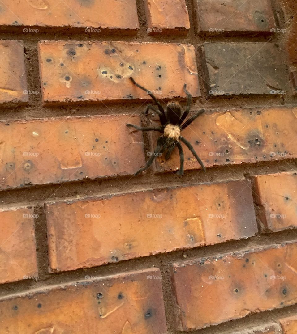 Tarantula hanging out on a brick wall. 