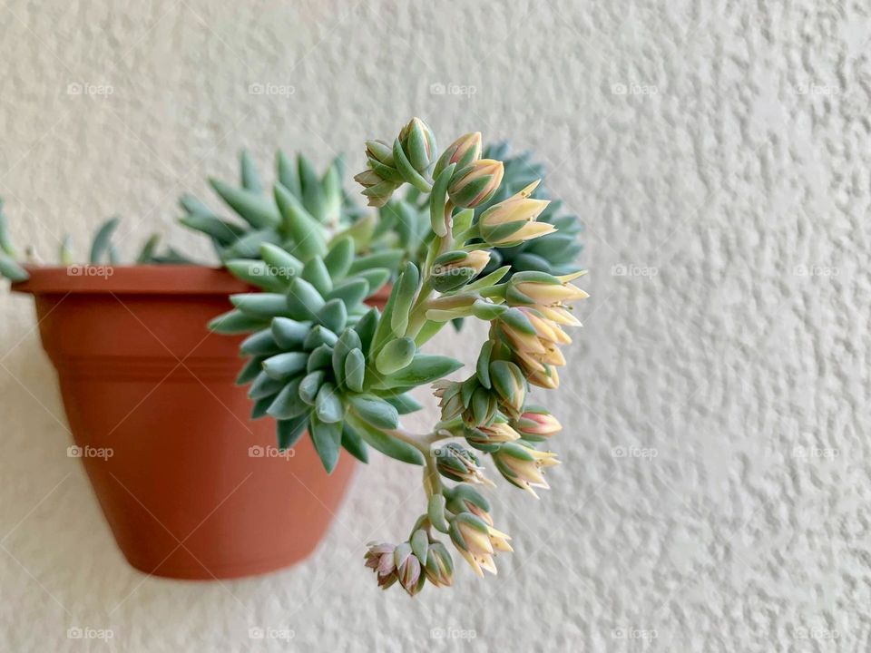 Potted plant on the wall 