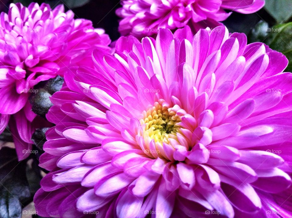 Pink aster flowers in fall.