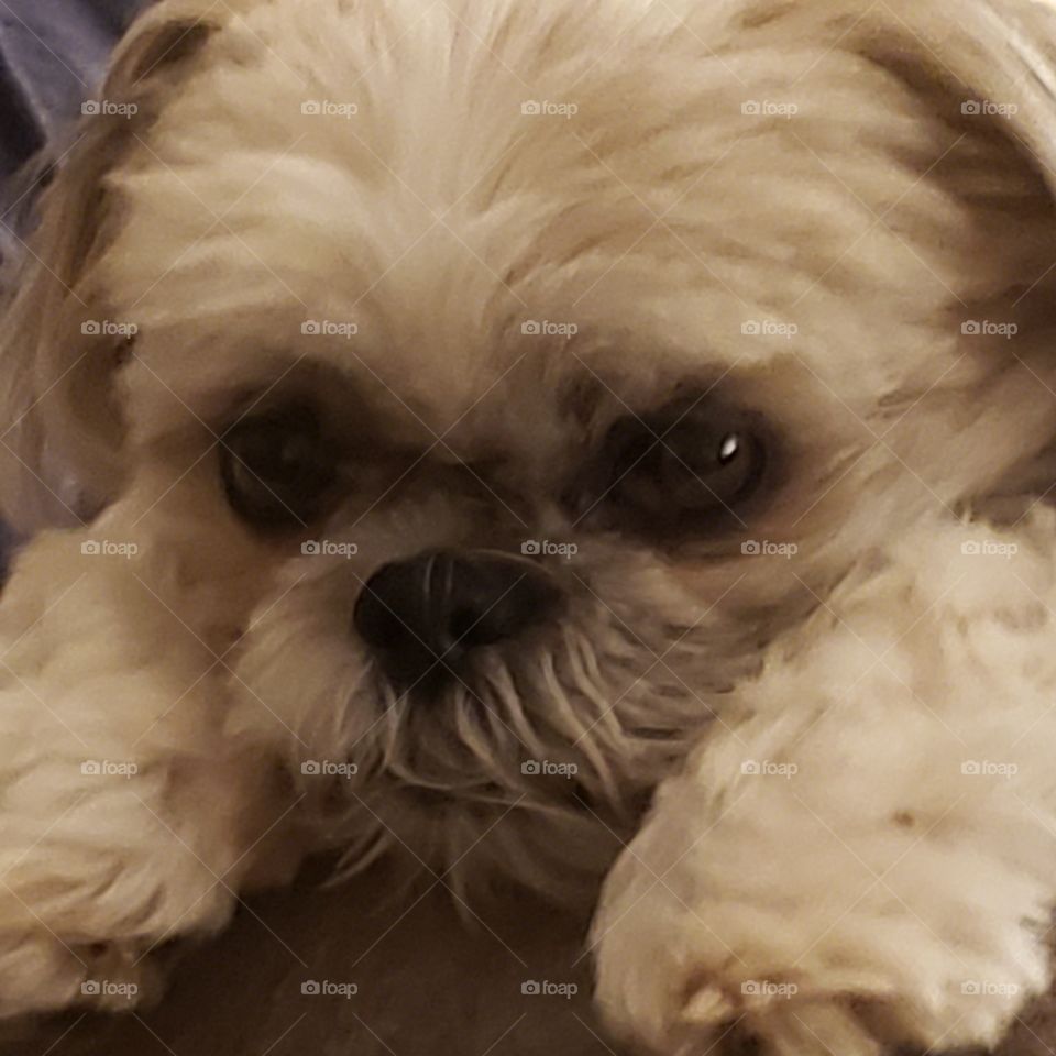 Dexter my shih tzu