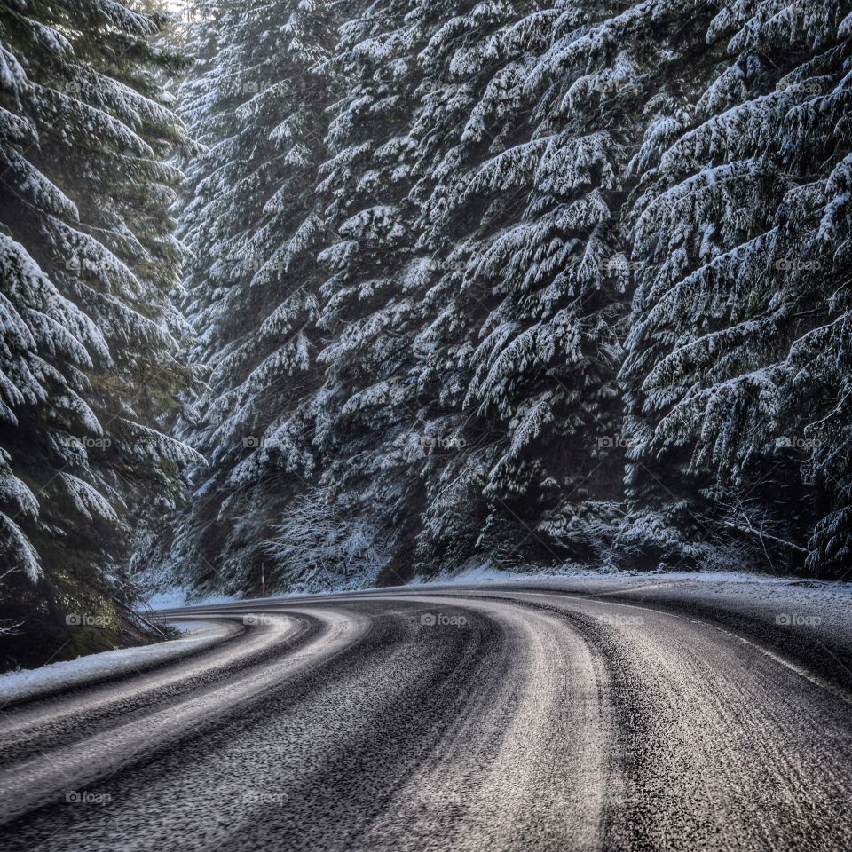 Empty road along with snow covered trees