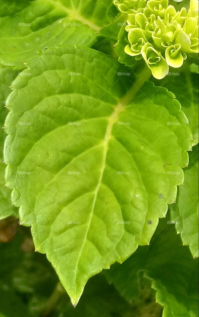 PLANT, GARDEN, LEAVES, FLOWERS, ENVIRONMENT.