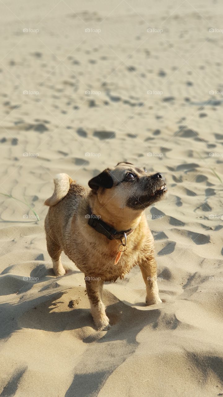 Dog jack Russel pug terrier on the beach