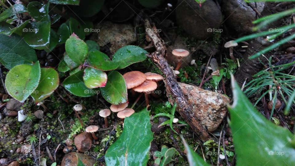 Little brown mushrooms