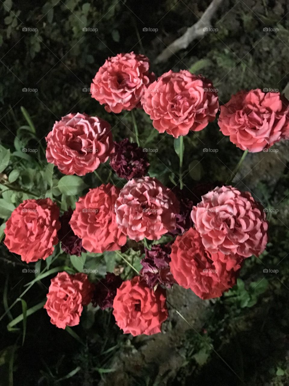 Beautiful pink flowers 