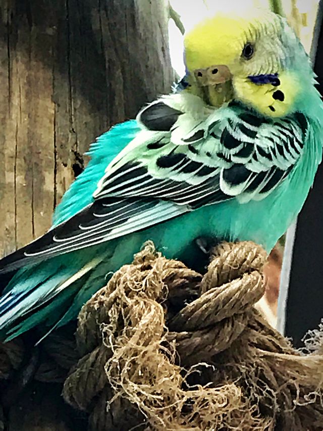 Beautiful Bird