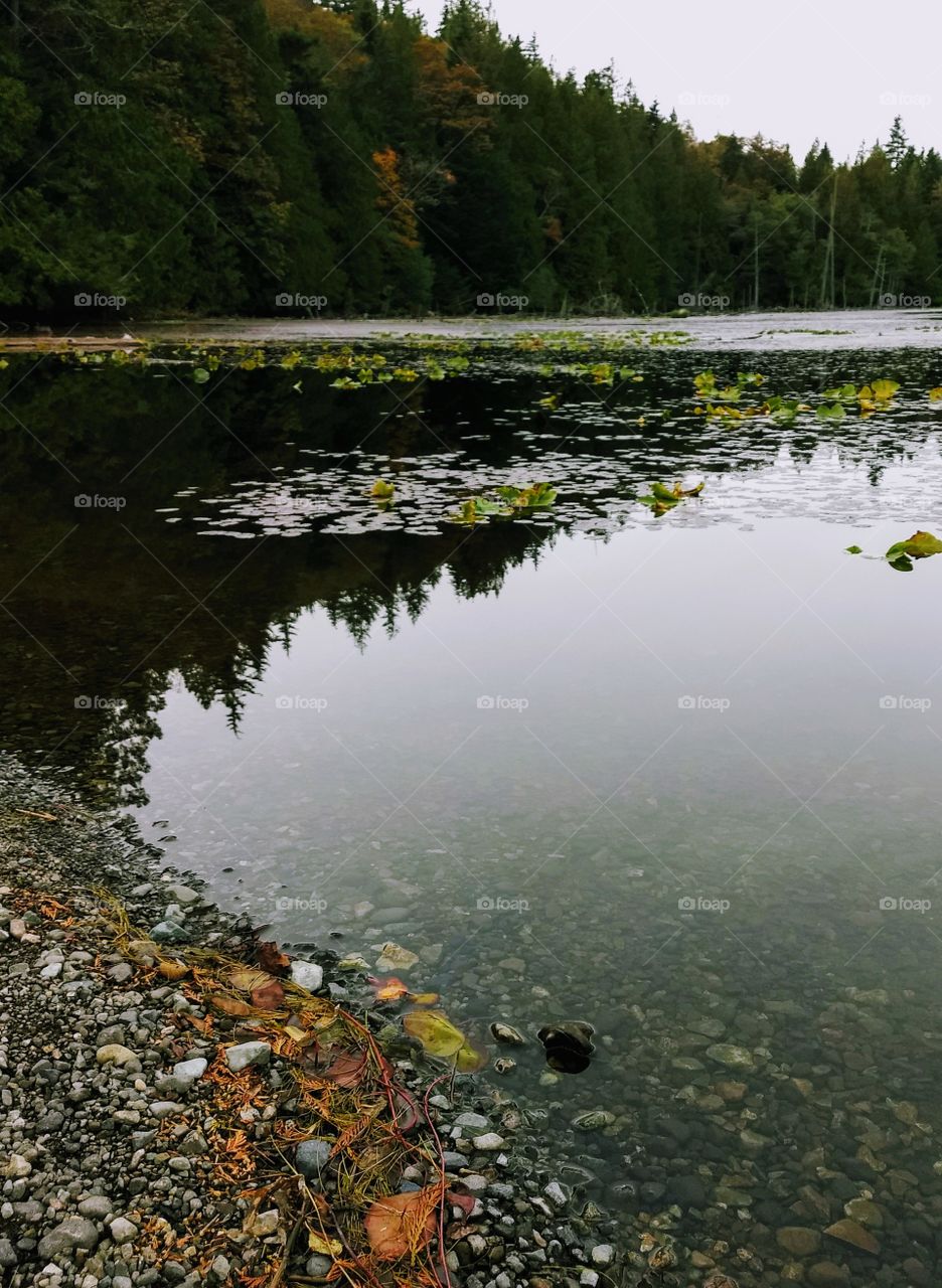 Signs of autumn grace the pebbly shore of a lake supporting lilypads under an overcast sky in British Columbia.
