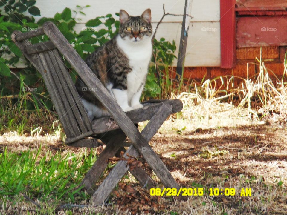 Here kitty kitty. This is a picture of a fat calico  cat 😻 that was posted up ⬆ on this old 👵 chair, I ran across him this morning