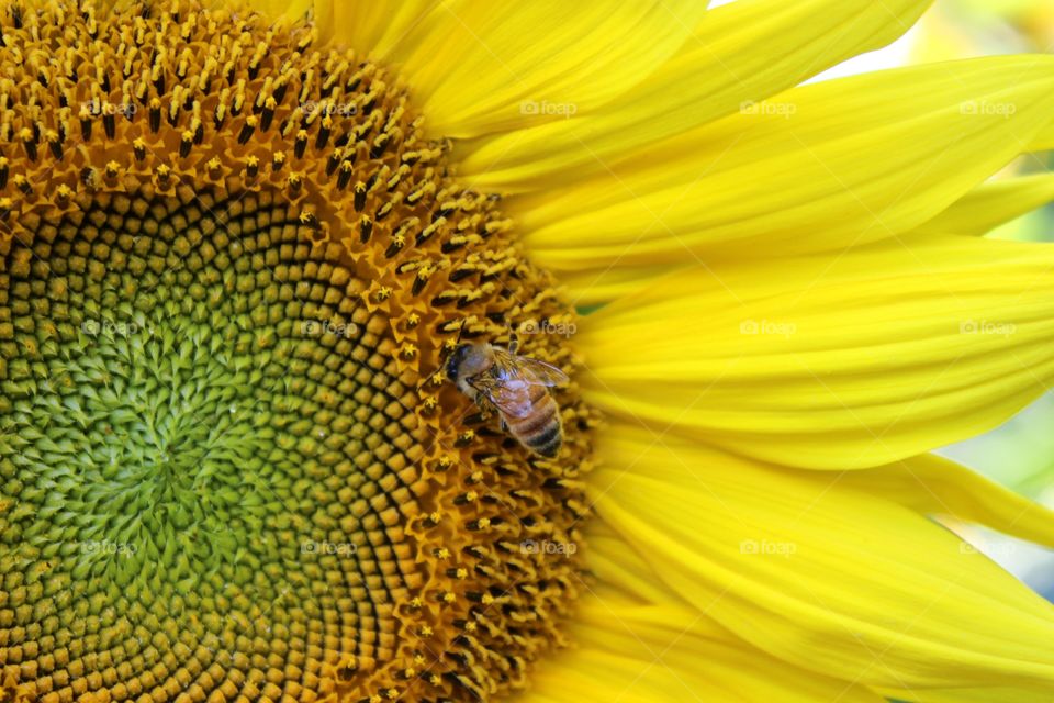 Elevated view of Honeybee on sunflower