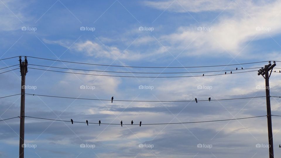 Birds on the wire