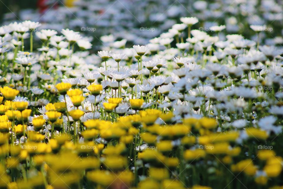 Yellow versus white, they compliment.