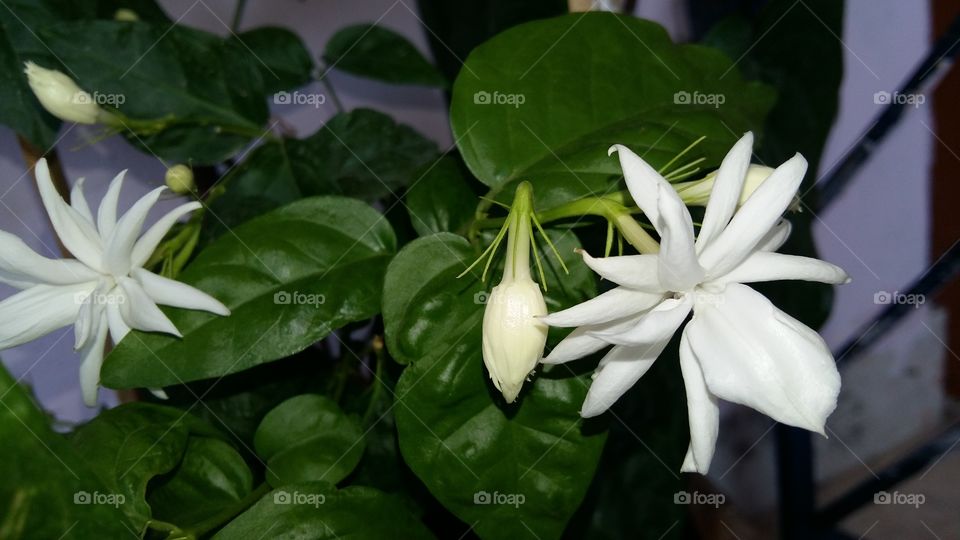 jasmine plant