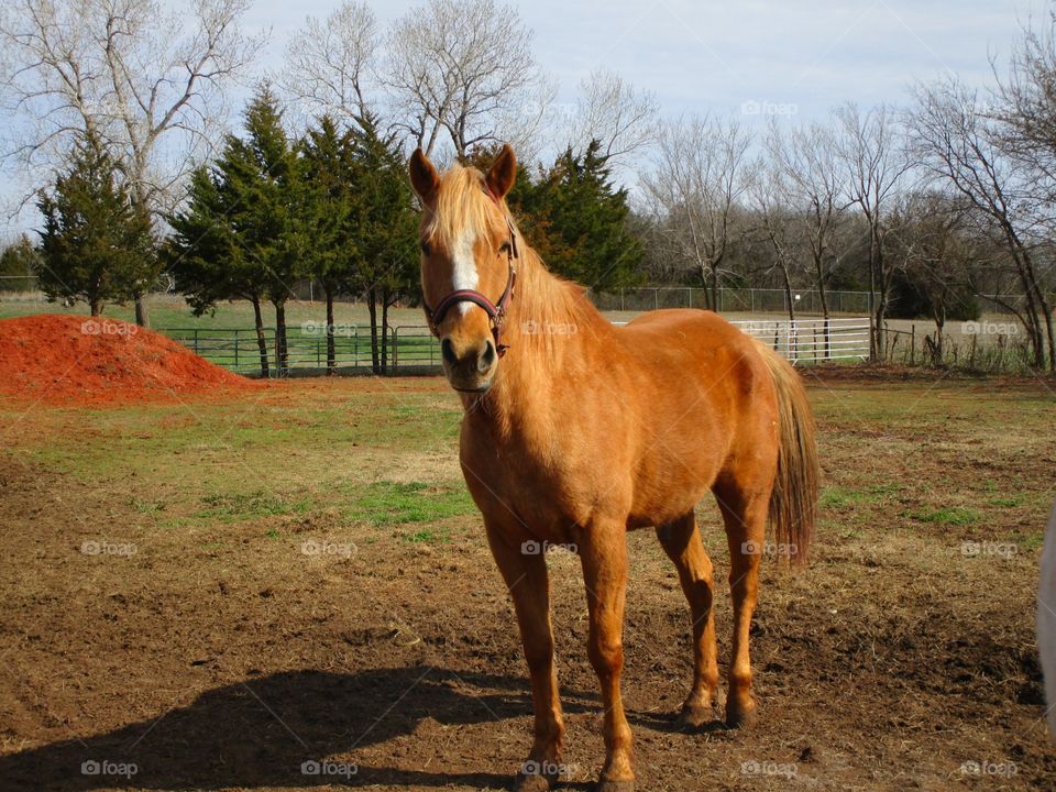 Palomino . Hanging around