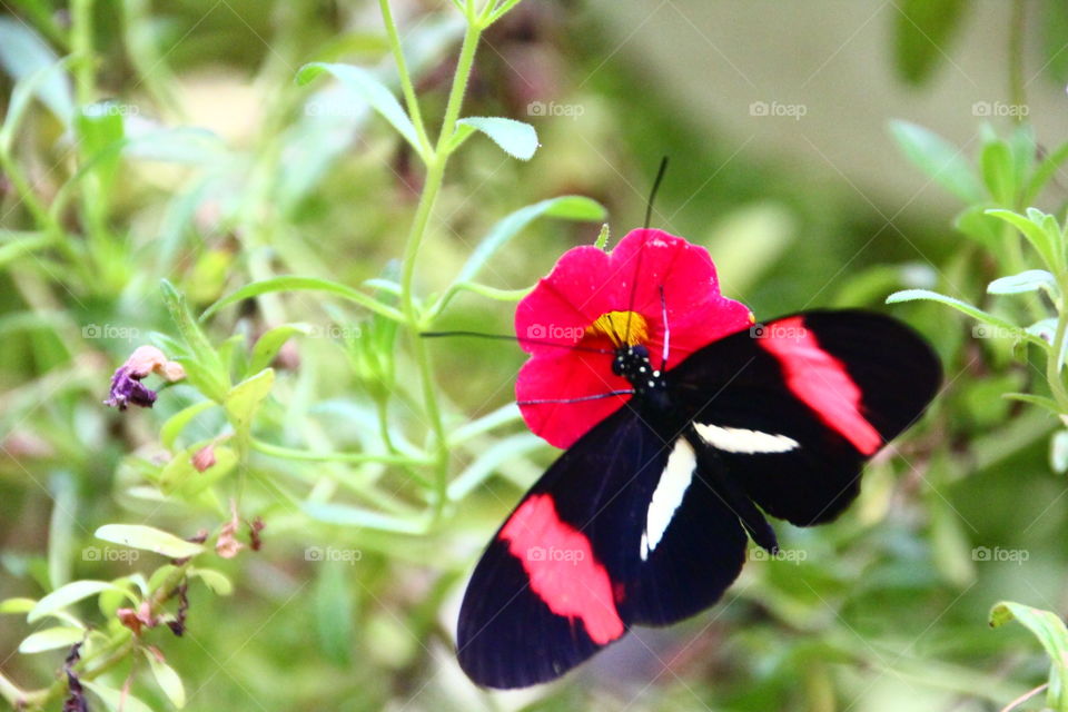 Red Postman (Heliconius melpomene) Butterfly