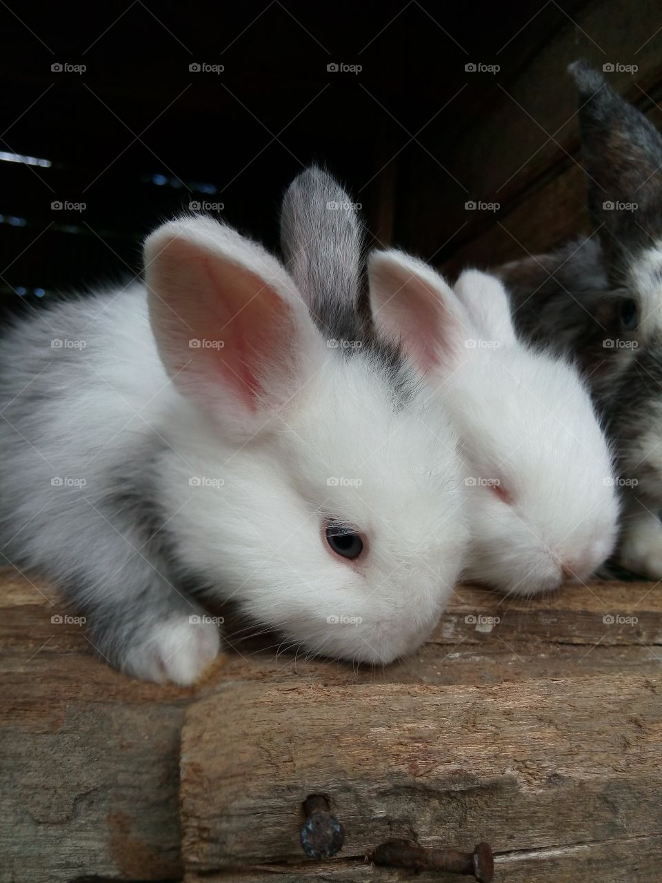 Adorable bunnies