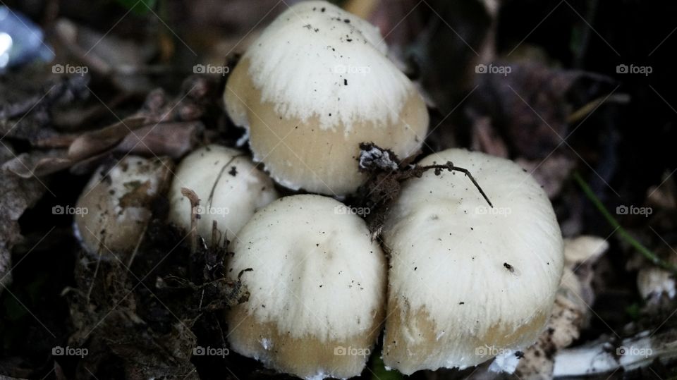 fungus