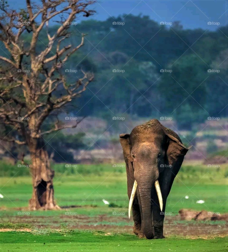 🇱🇰 elephant