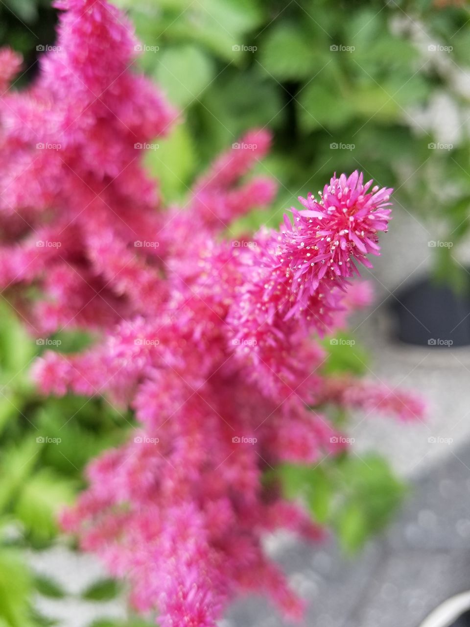 Pink flower with blurred background.