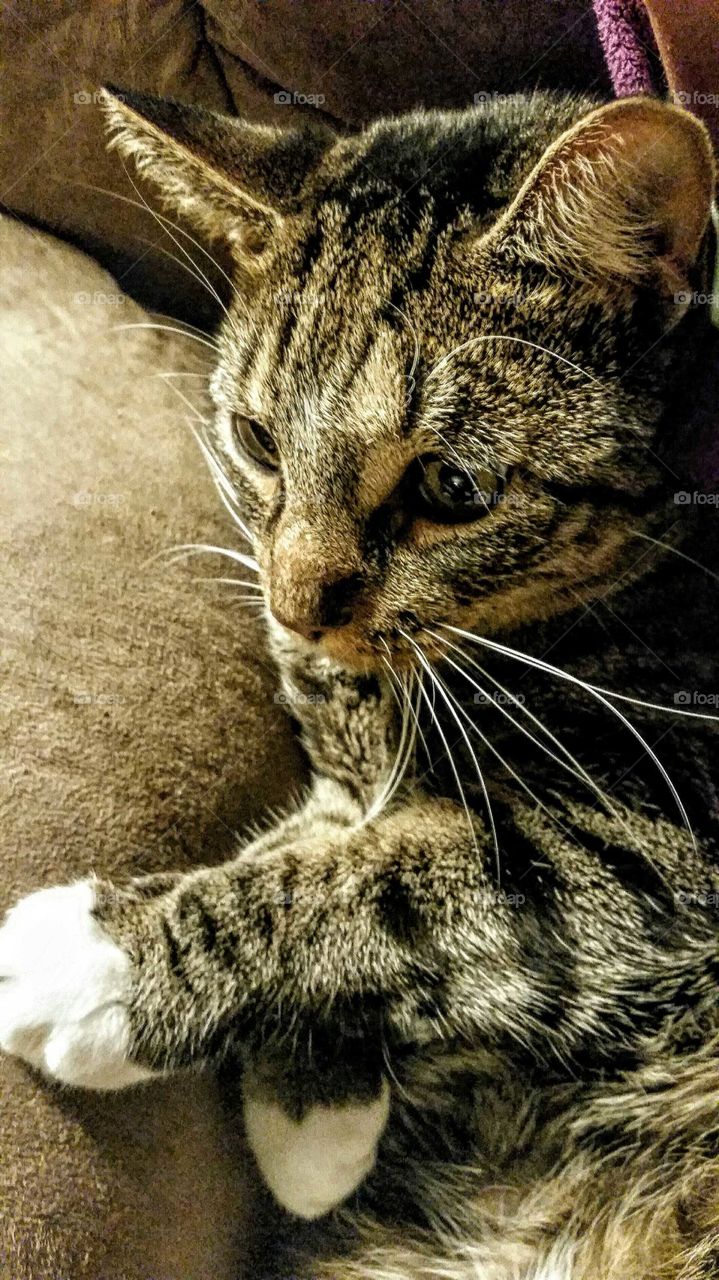 Grady my baby, cat owner