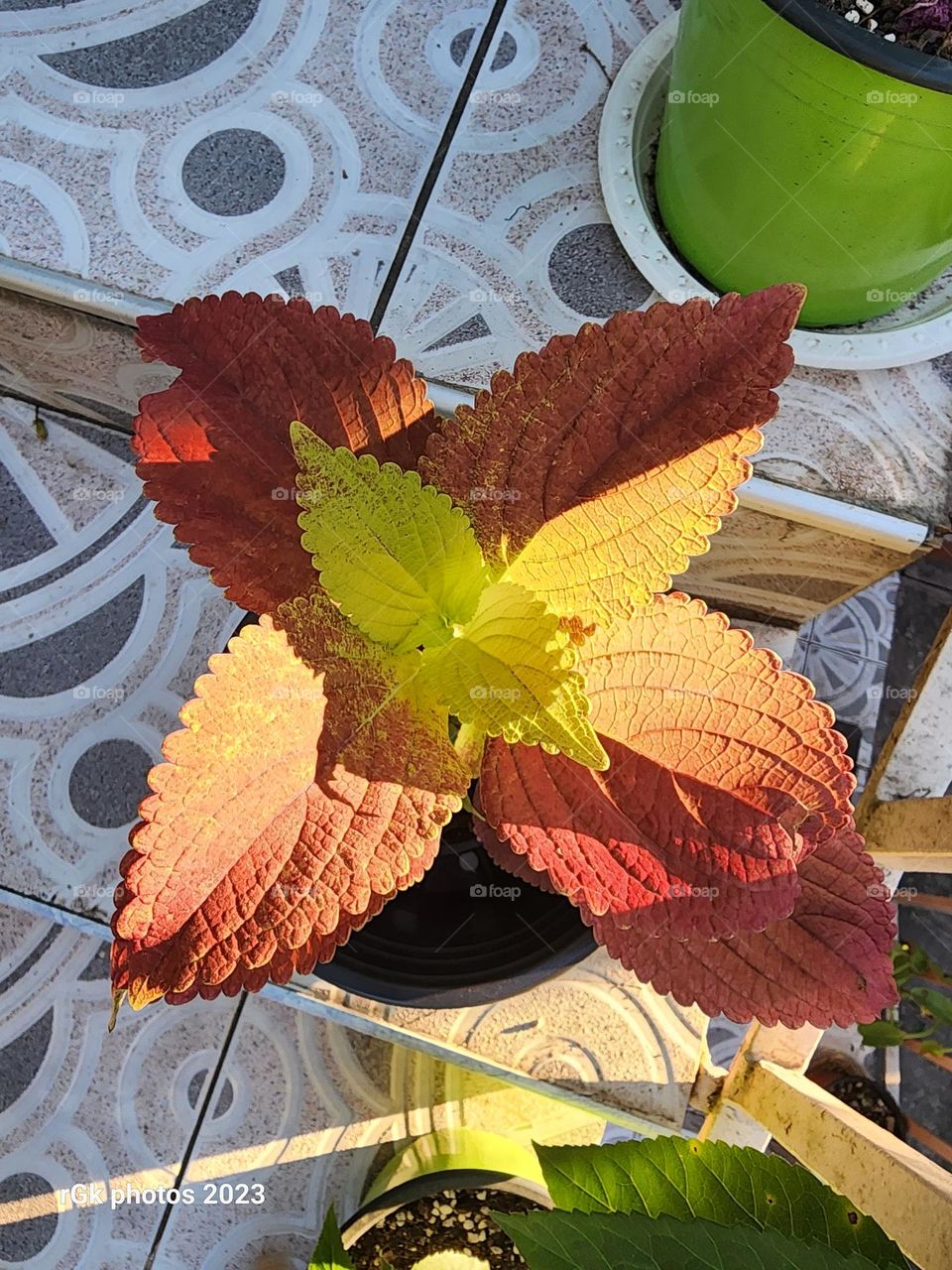 bright orange red joseph coat
