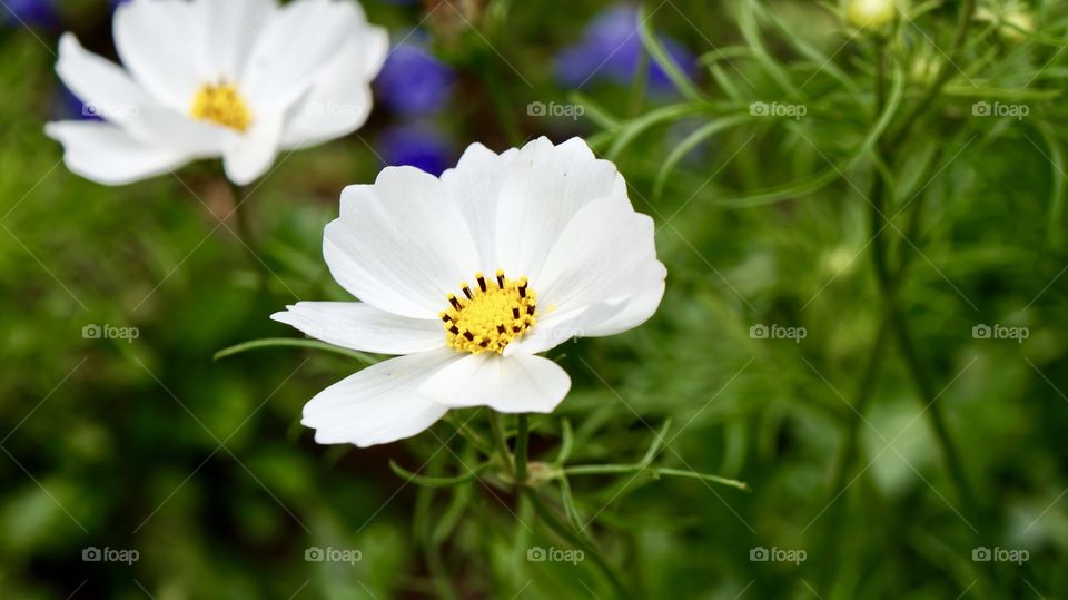 Beautiful flower of botanical flower garden haggala