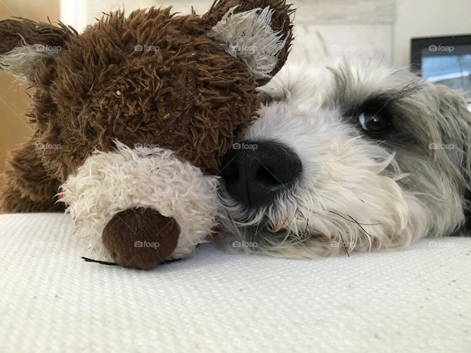 Besties Beasties, Schnoodle and Bear