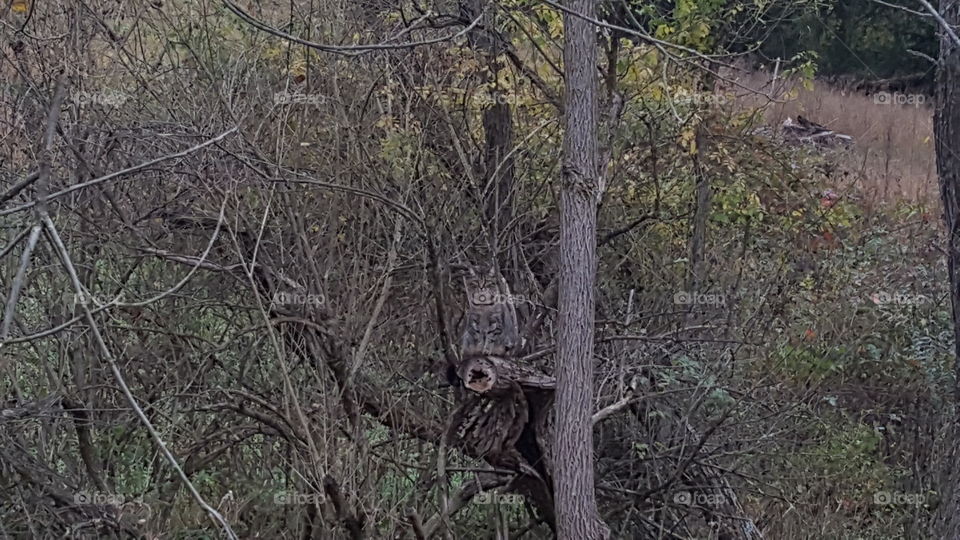 A hidden Bobcat in a tree.