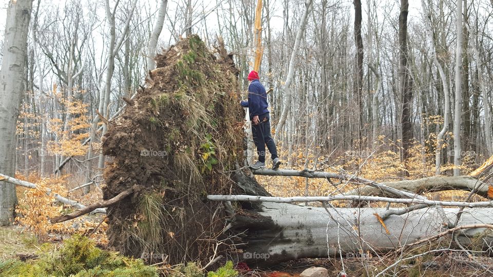 Huge Uprooted Tree