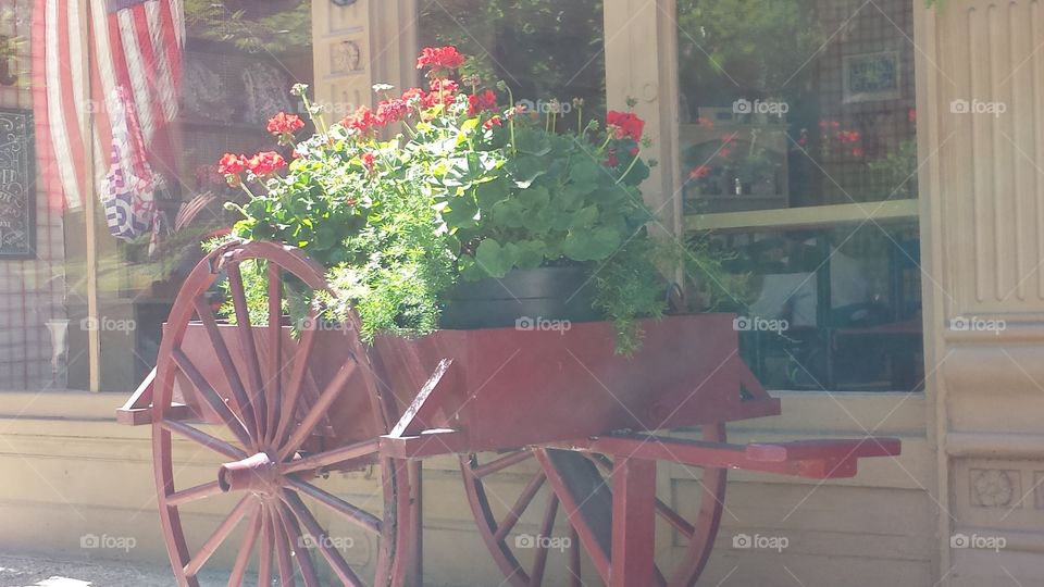 red wagon. red geraniums
