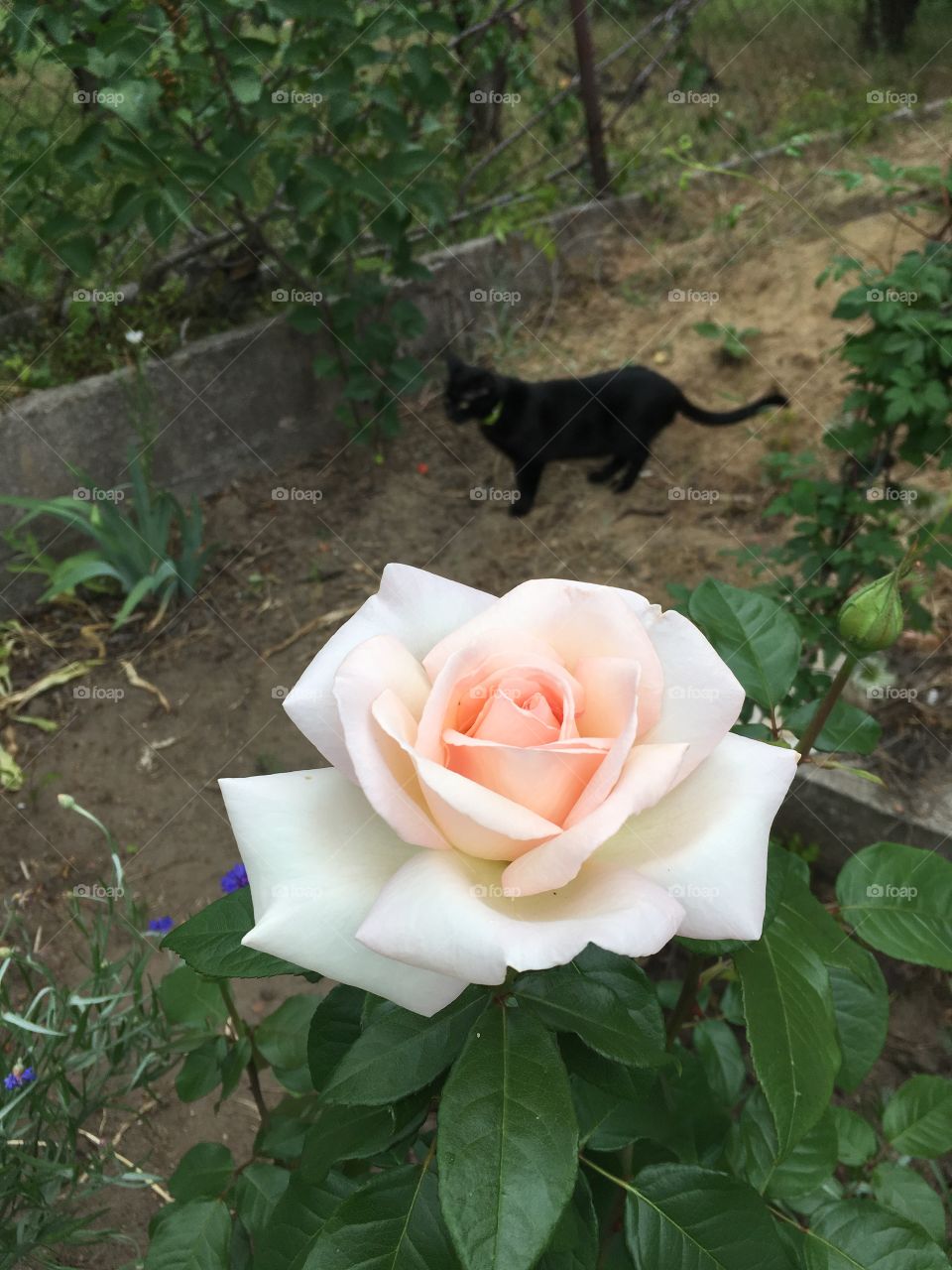 Black cat and beautiful rose