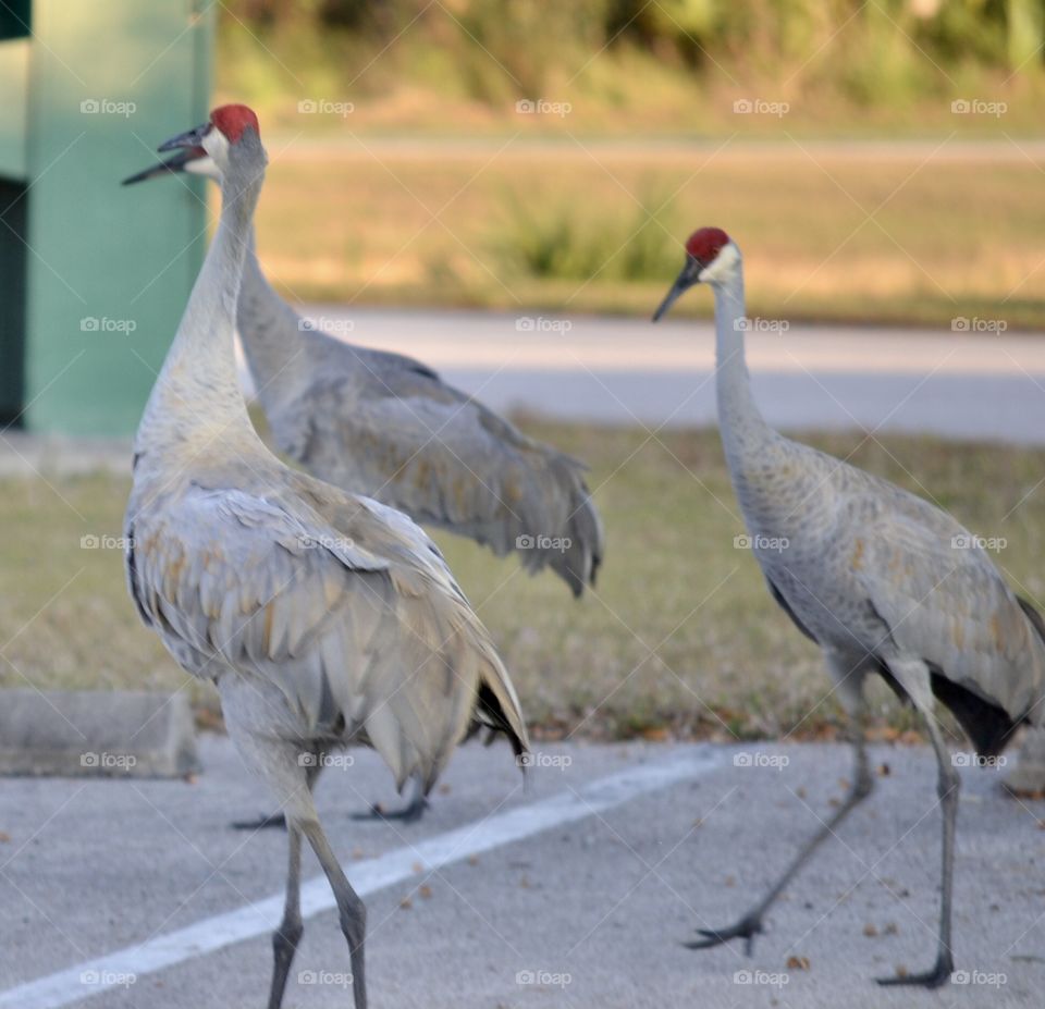 3 Sandhill Cranes walking across a parking lot in the daytime
