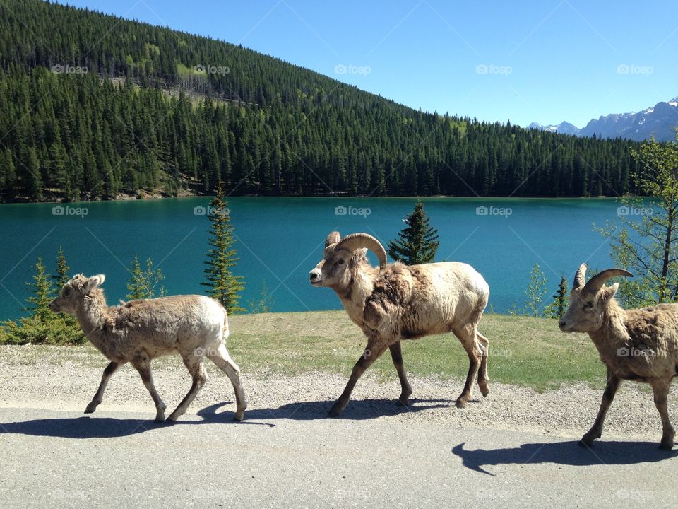 Mountains goats 