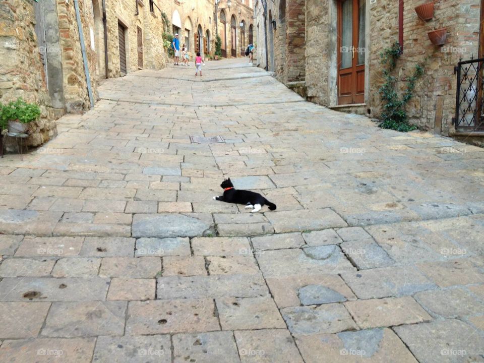 A cat on the streets of Volterra in Tuscany. Italian summer.