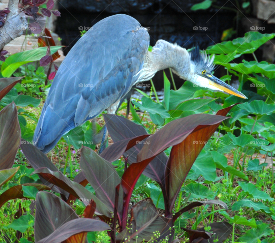 blue great funny bird by lightanddrawing