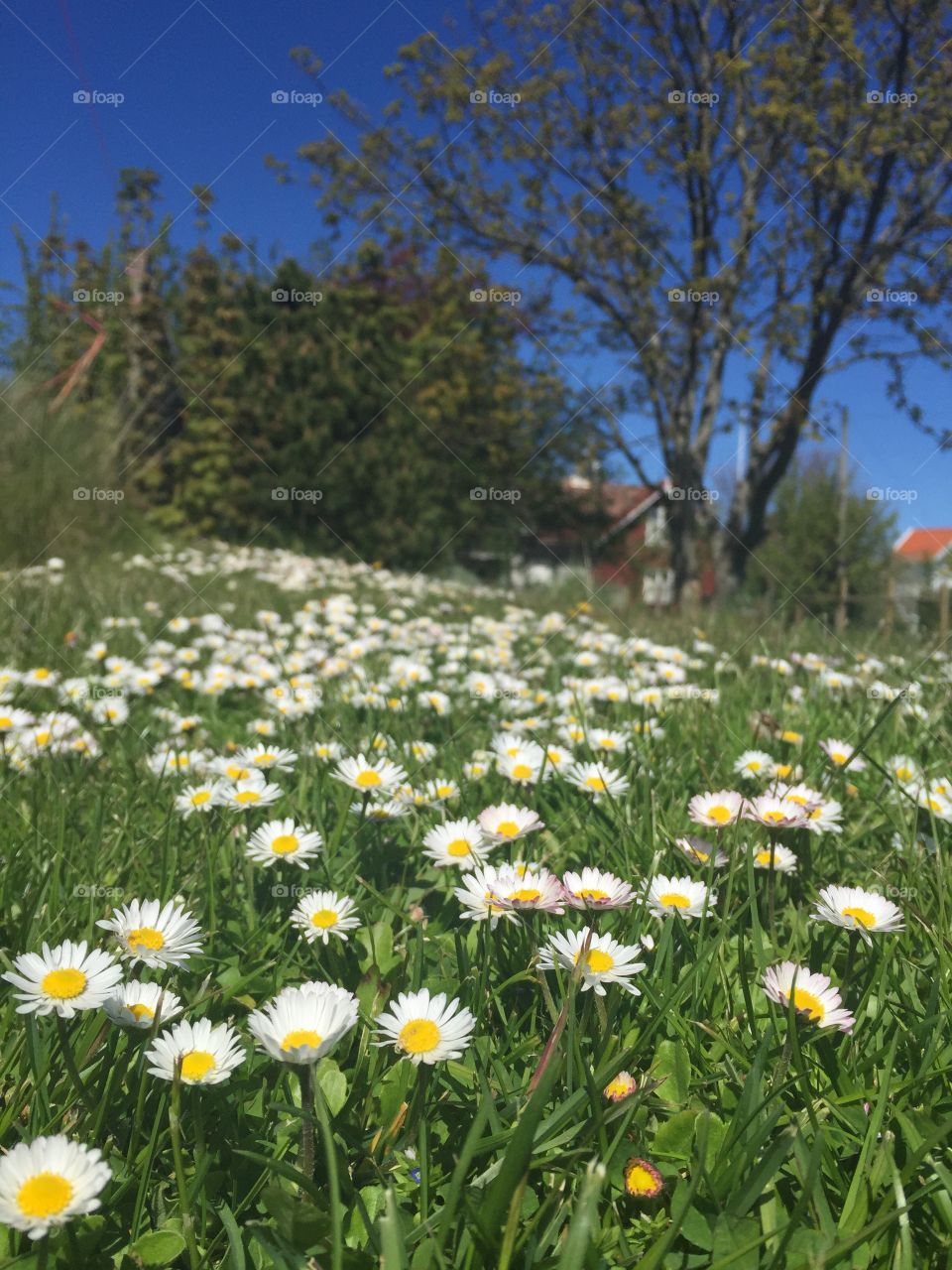 Hundreds of daisies