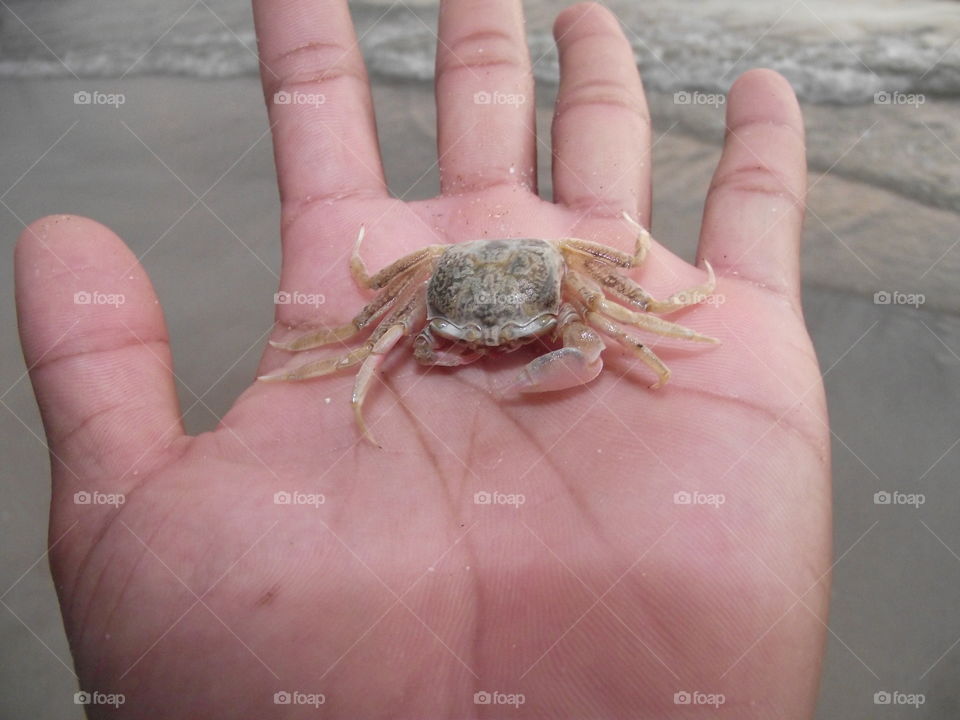 Crab on hand.