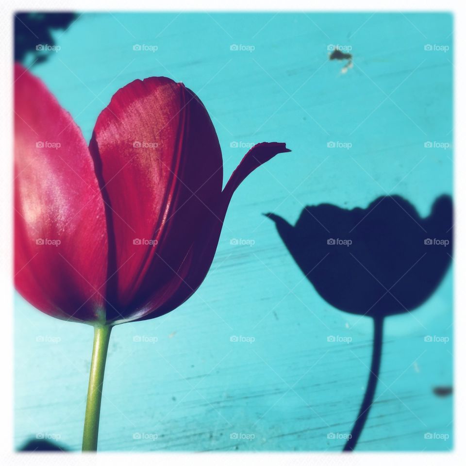 A red Tulip and her shadow