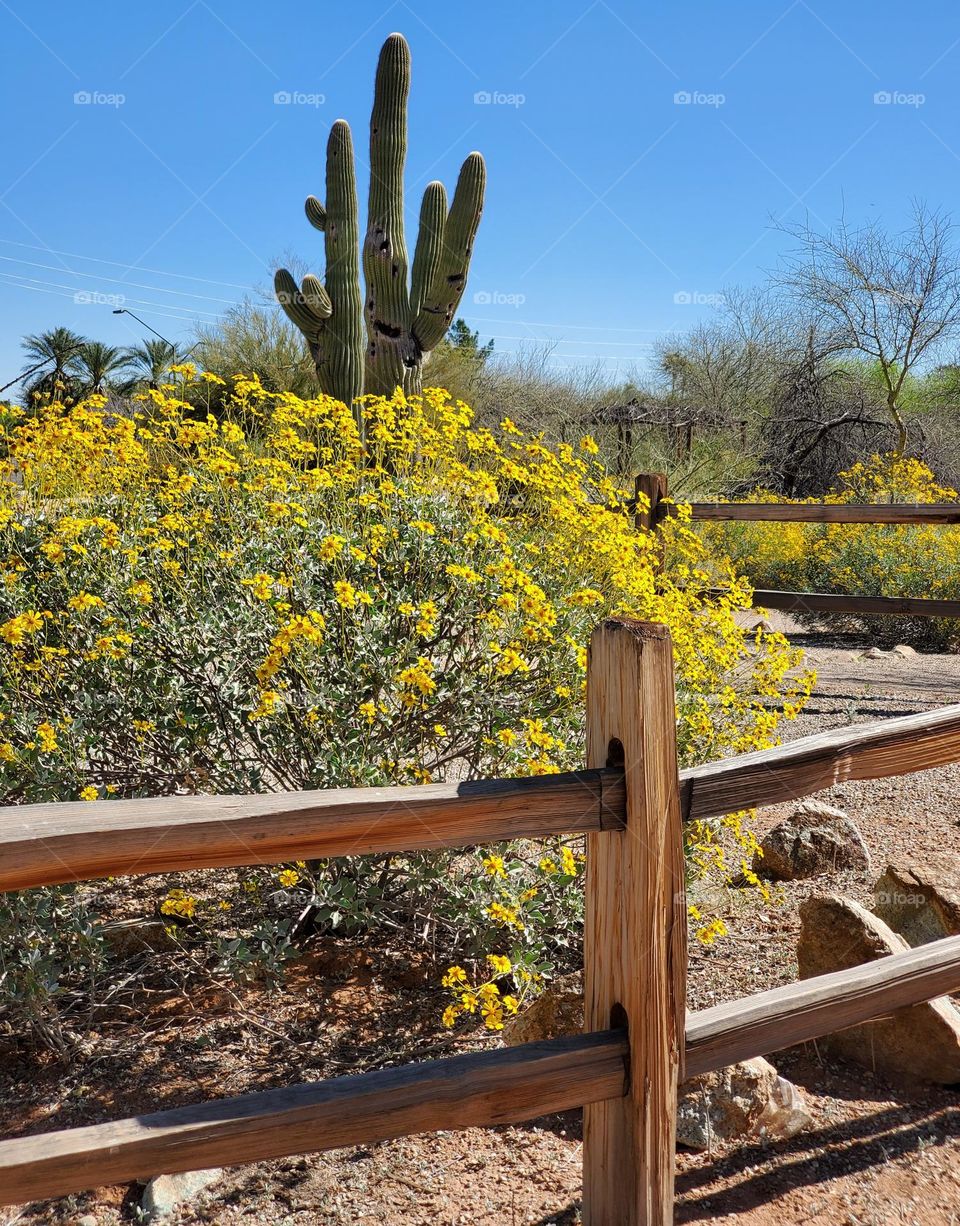 A Walk in a Desert Park
