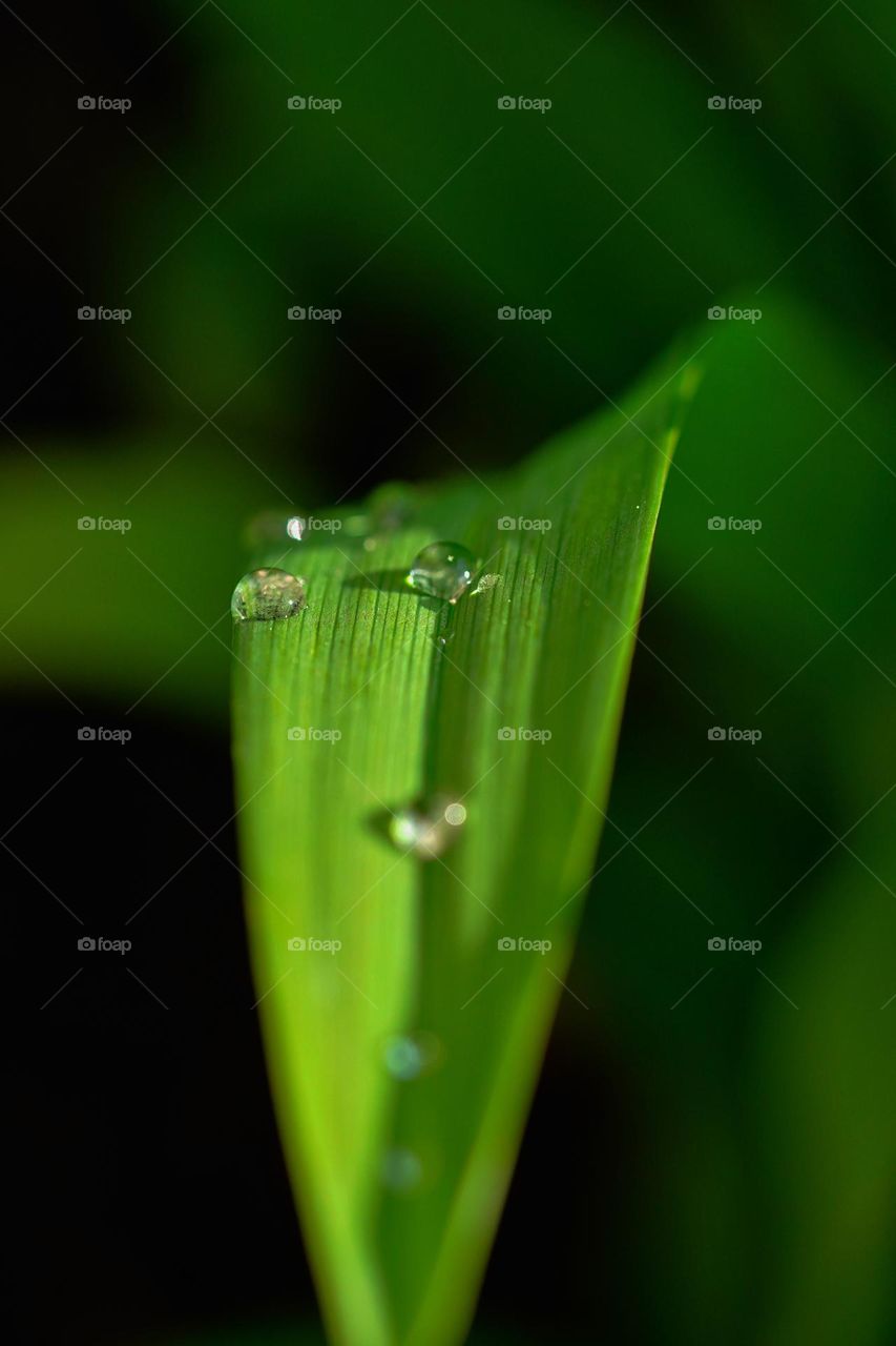 water droplets