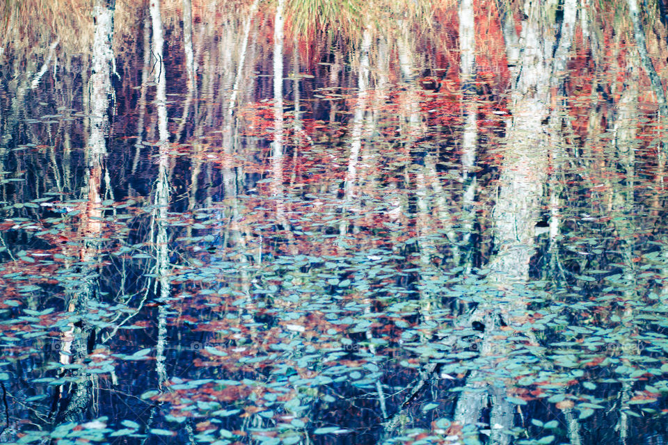 Trees reflected in the water. Background of autumn trees reflected in the water