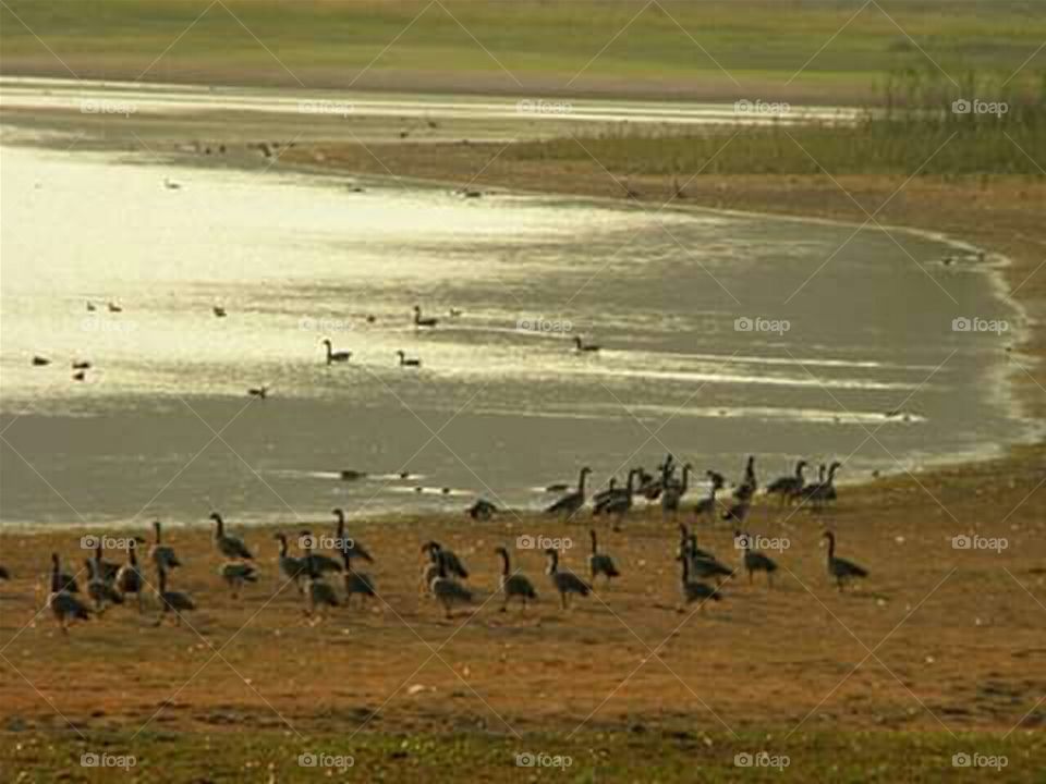 a lot of geese on the beach of a small pond